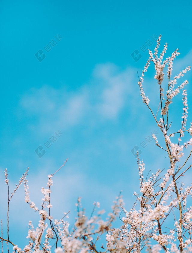 春天清新鲜花草地图片