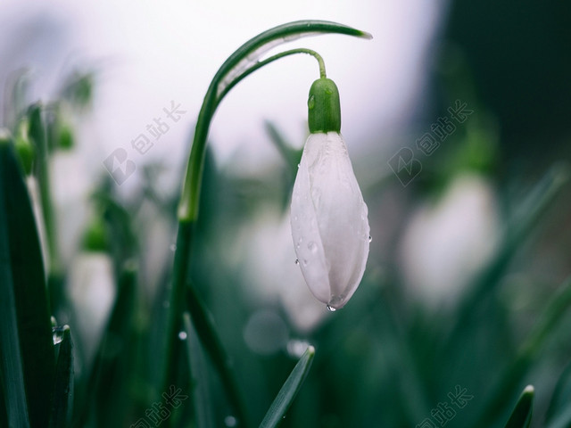 春天清新鲜花草地图片