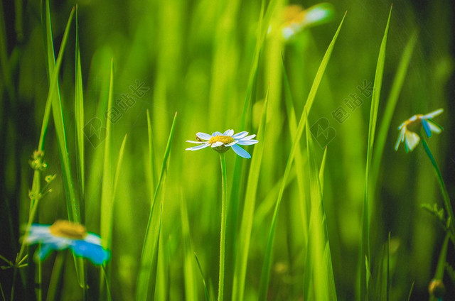 春天清新鲜花草地图片