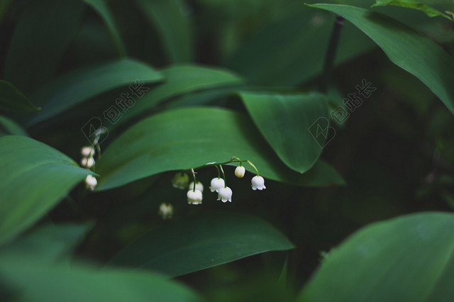 春天清新鲜花草地图片