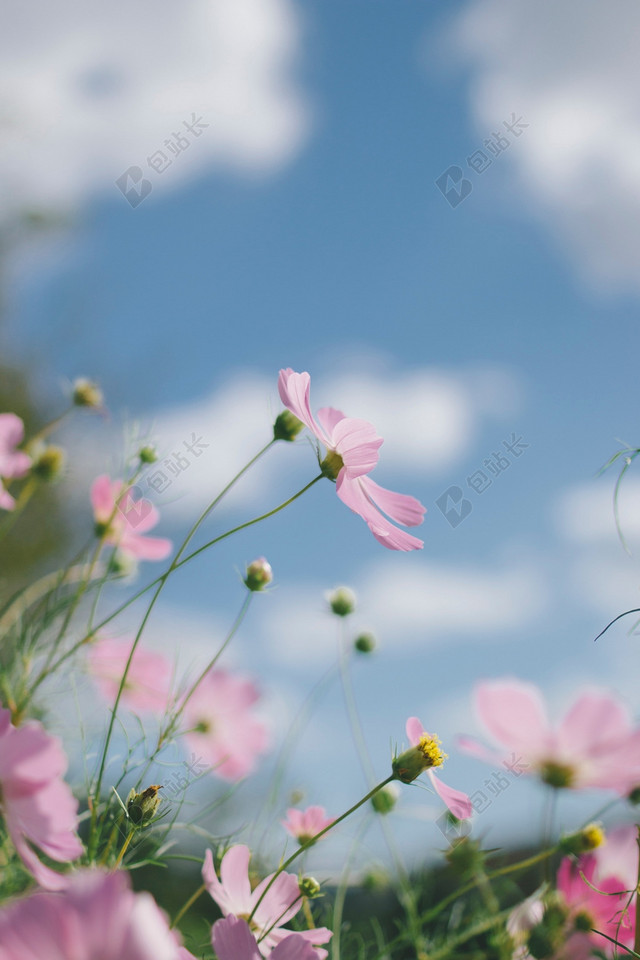 春天清新鲜花草地图片