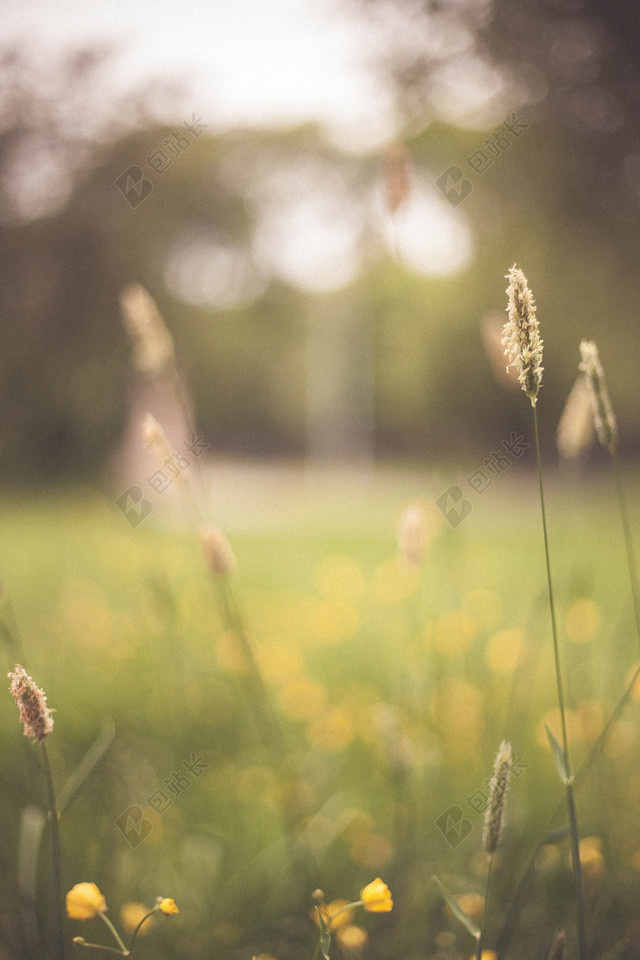 春天清新鲜花草地图片