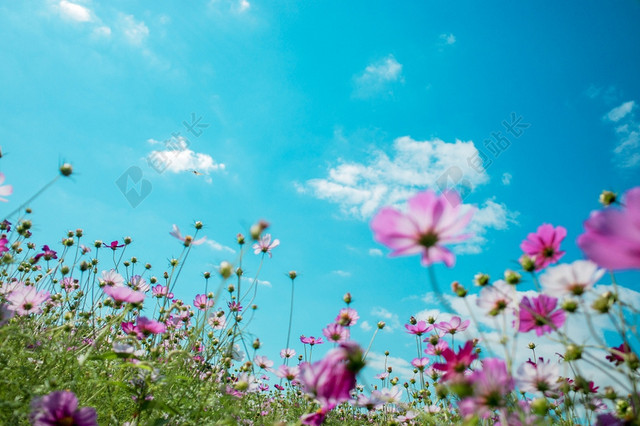 春天清新鲜花草地图片