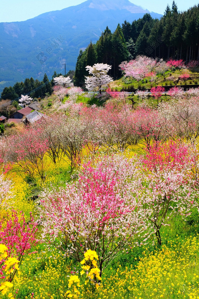 春天清新鲜花草地图片