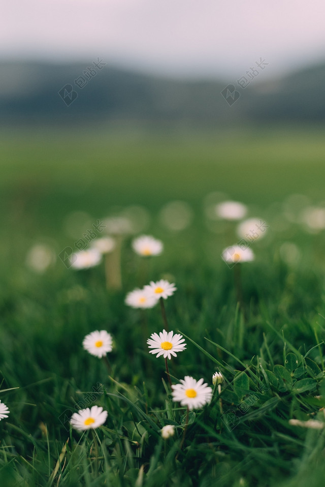 春天清新鲜花草地图片